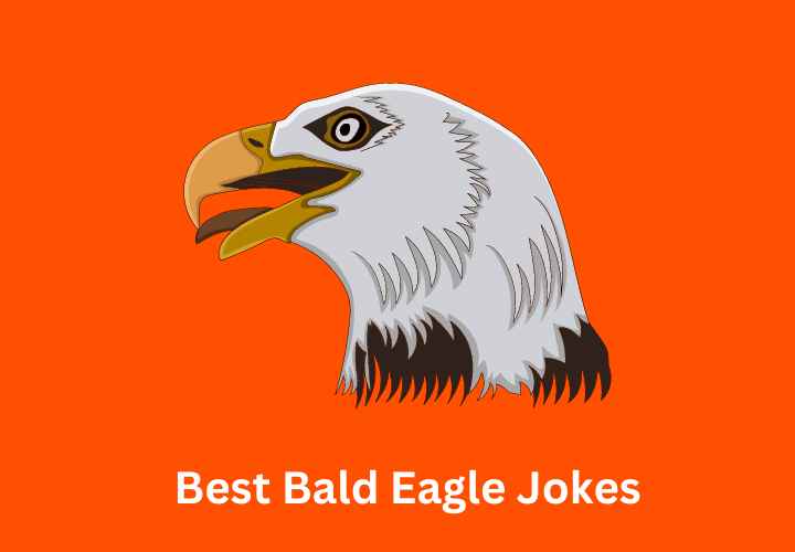 Eagle Eye Humor: 100+ best Bald Eagle Jokes for Patriotic Laughs!