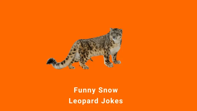 100+ Funny Snow Leopard Jokes